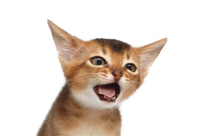 Unveiling The Hidden Causes: Cat Coughing Without Hairballs